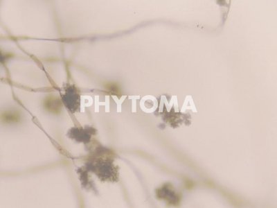 Botrytis cinerea